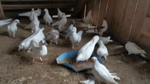 #БОЙНЫЕ ГОЛУБИ. Обзор белых и щекатых бакинских бойных голубей, отсаженных на племя