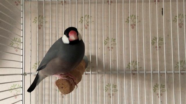 Young Java finches 2019 - Singing. Son, dad or granddad? смотреть онлайн