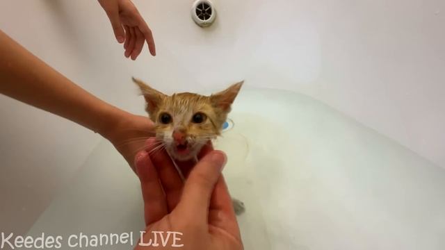 Купаем и лечим спасенного рыжего котенка смотреть онлайн