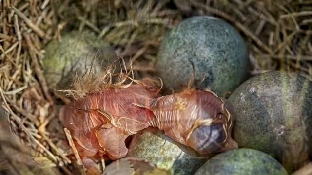 Видео-спектакль по рассказу Татьяны Нестеровой - "Прохвост на астероиде", читает - Константин Шайто смотреть онлайн