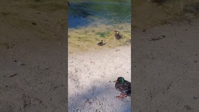 Утки, утята, гуляют, плавают, ходят, пруд, речка, пляж, птицы, животные