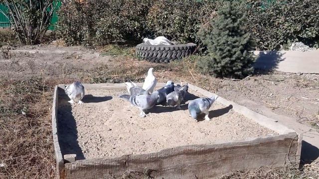 Ошибки при нагонке бойных голубей. Крылья в кровь.Будни Голубевода. #такла #бойныеголуби смотреть онлайн