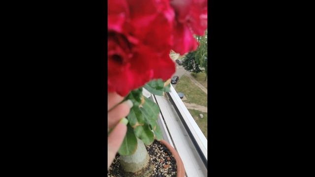 #адениум АДЕНИУМ Pan Yue #bonsai #adenium смотреть онлайн