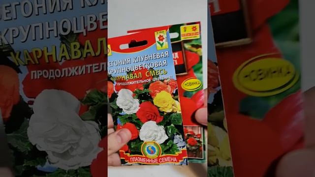 Бегония клубневая семена на 2022 год смотреть онлайн