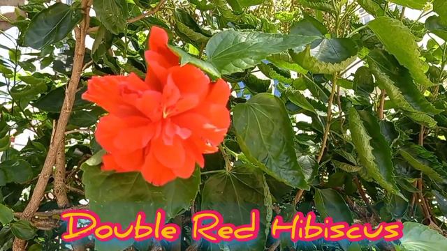 Double Red Hibiscus
