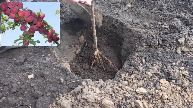 Посадка саженцев алычи, черешни и роз. смотреть онлайн