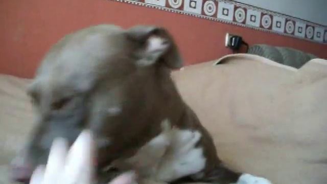 Тинка рычит ;) смотреть онлайн