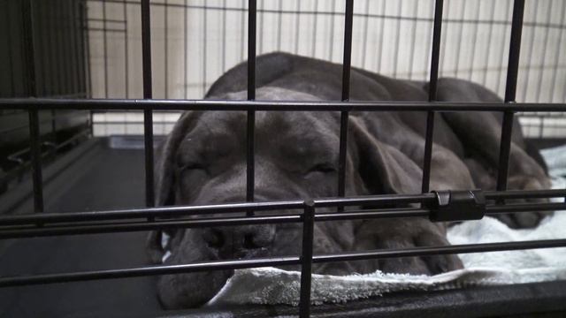 Help puppy stop crying at night in crate - Day 4 (Nearly there) смотреть онлайн