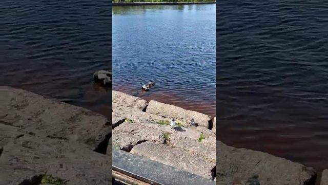 Голос чайки #стихи смотреть онлайн