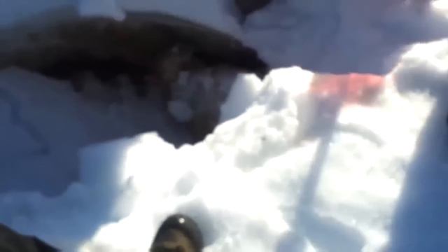 Животные ГЕРОИ СПАСАЮТ Людей! Топ 10 Животных Героев Спасших Жизни! смотреть онлайн