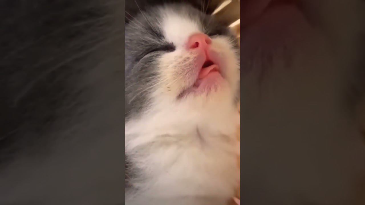 ▷Котик спит◁ смотреть онлайн