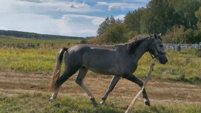 Продам лошадь смотреть онлайн
