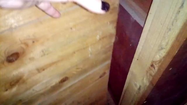 Курица на яйцах, и как появляются яйца 2 смотреть онлайн
