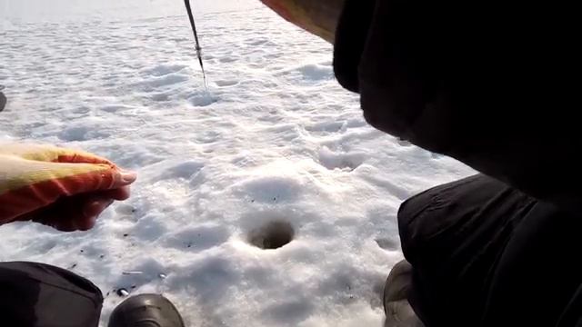 Полосатые разбойники Чебоксарского водохранилища смотреть онлайн