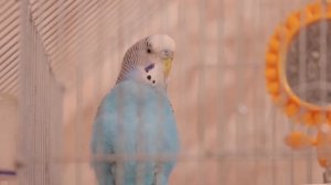 3 часа. Весёлое пение волнистого попугая Шустрика