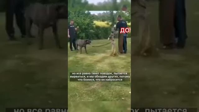 Кане-корсо. До: броски на людей, агрессия на прохожих, собак. После: спокойная прогулка смотреть онлайн