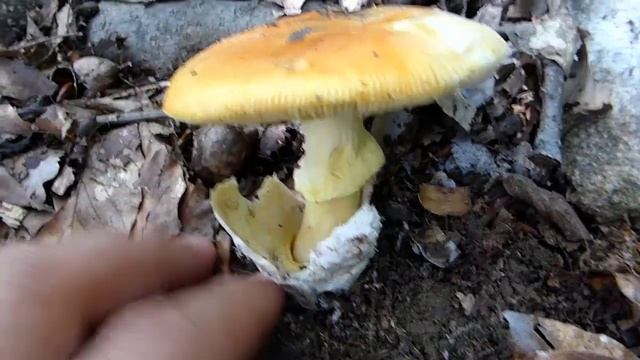 Blagva - Amanita caesarea смотреть онлайн