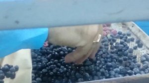 Шоковая заморозка, Камера шоковой заморозки, Купить, Цена от Производителя ? ПромХолод-СВ ???