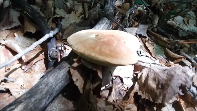 Summertime Mushrooms смотреть онлайн