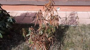 РОДОДЕНДРОНЫ ПОСЛЕ ЗИМЫ.