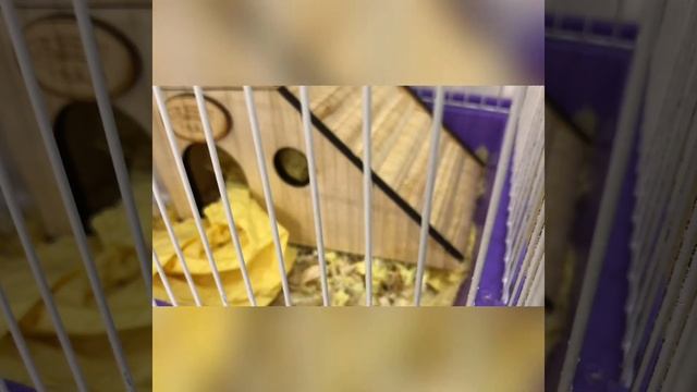 У меня родился хомяк что делать ? смотреть онлайн