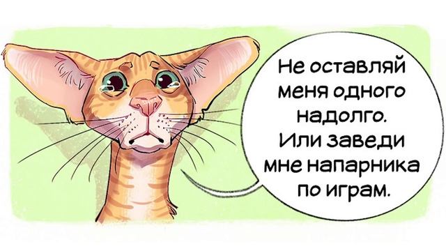 Комиксы. Породы кошек | Мемозг #307 смотреть онлайн