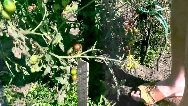 Томаты посадил и забыл, открытый грунт ИТОГИ (30.08.2019)ЧАСТЬ 2 смотреть онлайн