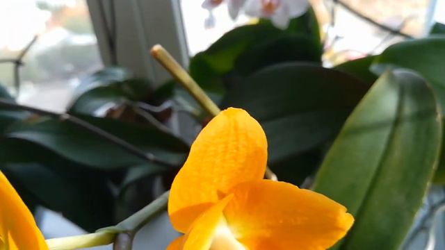 ОЧЕНЬ УДИВИЛ GOLDEN DIAMOND! ❣️😍👍😇 смотреть онлайн