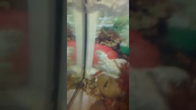 Как размножать данио ( начало) смотреть онлайн