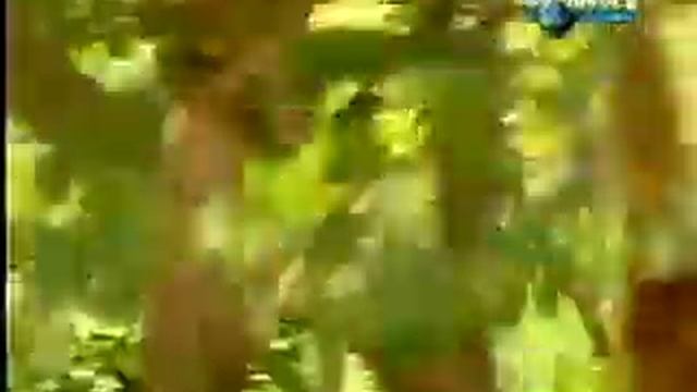 Обезьяна на дереве смотреть онлайн