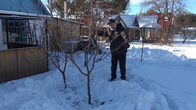 Как гарантированно вырастить абрикос на Урале и в Сибири смотреть онлайн