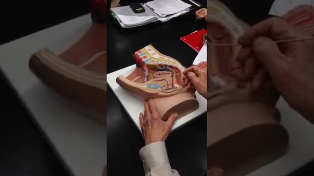 Reproductive System:#3 Female смотреть онлайн
