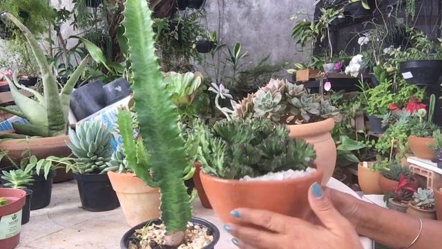 Minhas suculentas cristatas #suculentas #cristatas смотреть онлайн