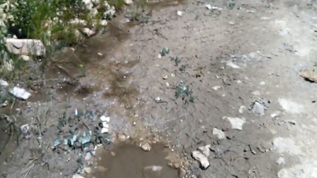 Кавказские бабочки :) / Кавказ. Гвандра. смотреть онлайн