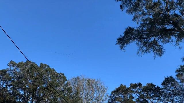 55 Miles 88.5139 Km Roadtraining GRABE LAMIG 🥶 kalapati pigeon pensacola Florida US Bird смотреть онлайн