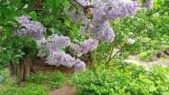 Красота и магия сирени! 💜 Lilac! смотреть онлайн