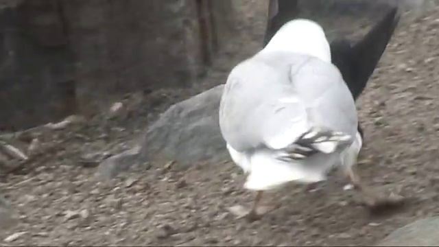 Серебристая чайка охотится на голубей. смотреть онлайн