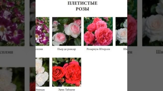 Обновление каталога ,весна 2021 ,заранее принимаем список желаемых сортов !87772937056 ватсап ! смотреть онлайн