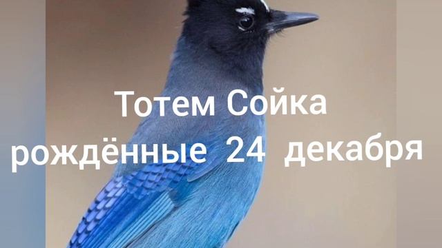 Тотем Сойка рождённые 24 декабря смотреть онлайн