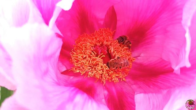 NATURE - Bourdons et Abeilles à la recherche du nectar des Pivoines смотреть онлайн