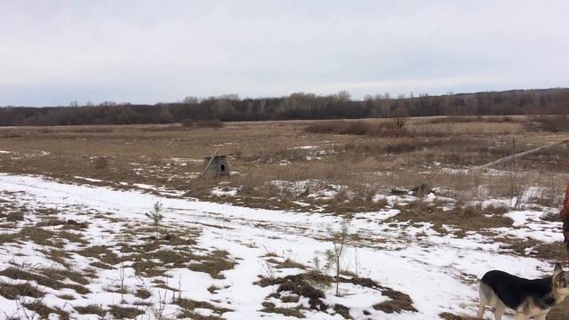 1-й Выгул барашек-баранес. Деревенские Будни/Life in the village смотреть онлайн