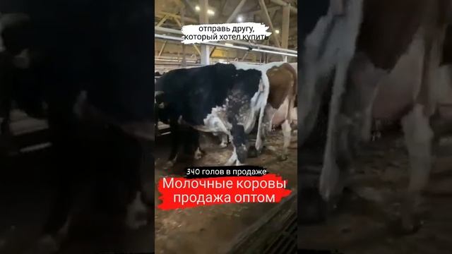 Продажа 340 голов дойных коров. Молочные коровы оптом. смотреть онлайн