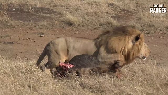 Lion Drama In The Mara: Big Lion Grabs A Sub-Adult | Zebra Plains смотреть онлайн