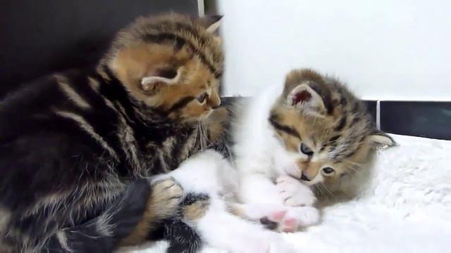 Котята мило засыпают Очень умилительное видео смотреть онлайн