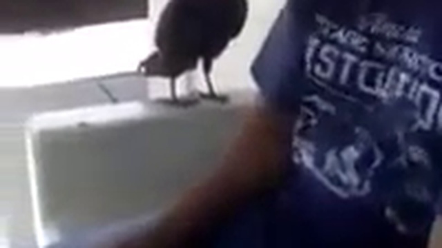 ворон- матершинник смотреть онлайн