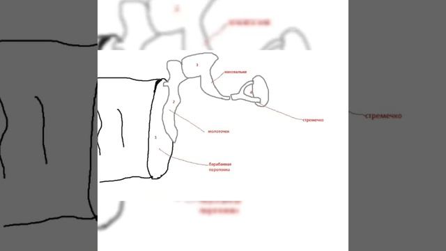 УРОК ОРГАНОВ СЛУХА ОТ КАМЫША! смотреть онлайн