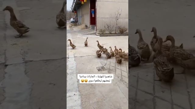 Утки выходят на погулку,кто их так воспитал? смотреть онлайн