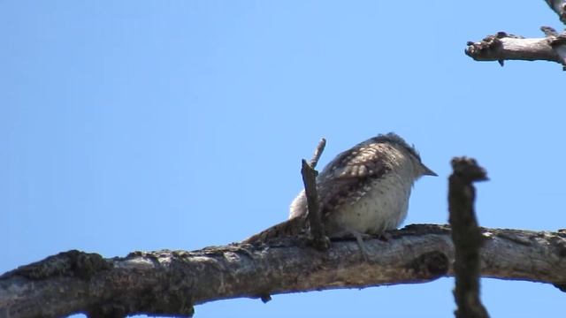 Кто в посадке пищит? | Обыкновенная вертишейка смотреть онлайн
