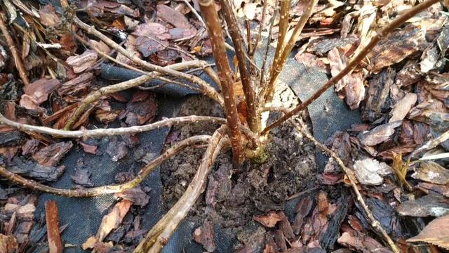 Гортензия Pink and Rose - как выросла за сезон из контейнера Р12 смотреть онлайн