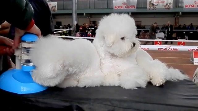 ДВЕ ХРИЗАНТЕМЫ. Бишон фризе.Bichon Frise.Французская болонка. Odessa. смотреть онлайн